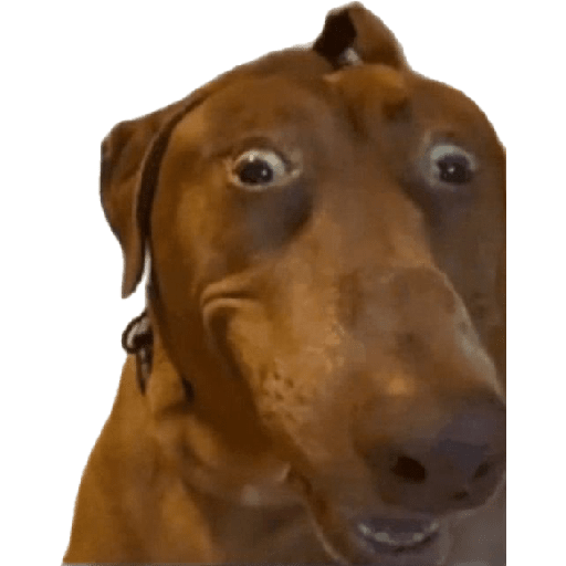 Perros chistosos 2.1 10
