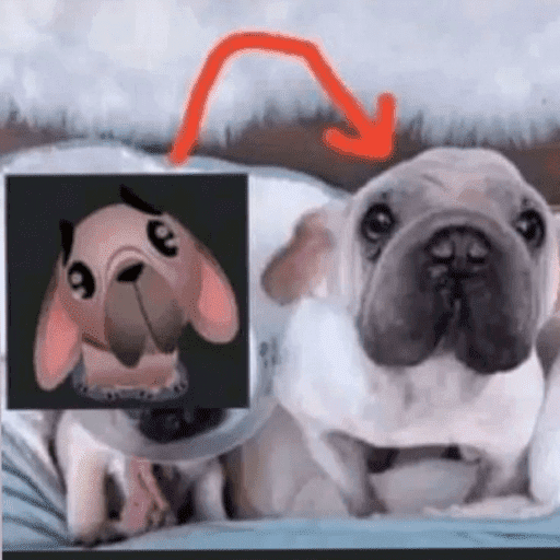 Perrito con lentes 25