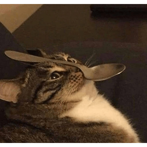 Shook and scared cats 17