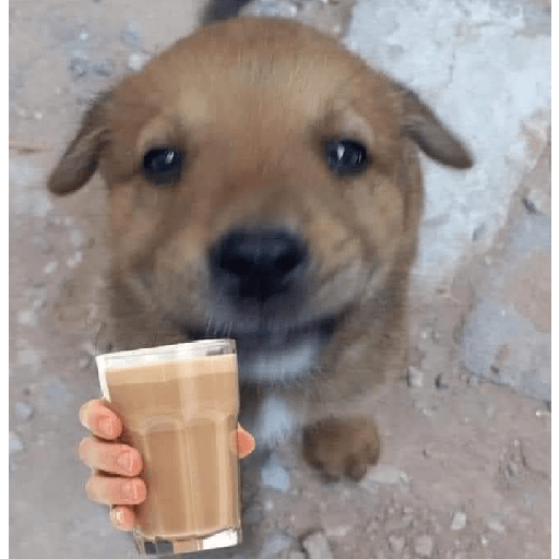 Memes de animais 3