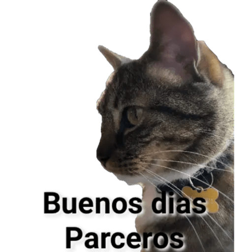 Gatos - Saludos 2