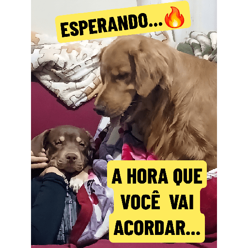 Família Morais 6