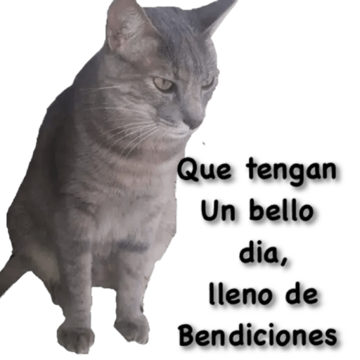 Gatos - Saludos 4