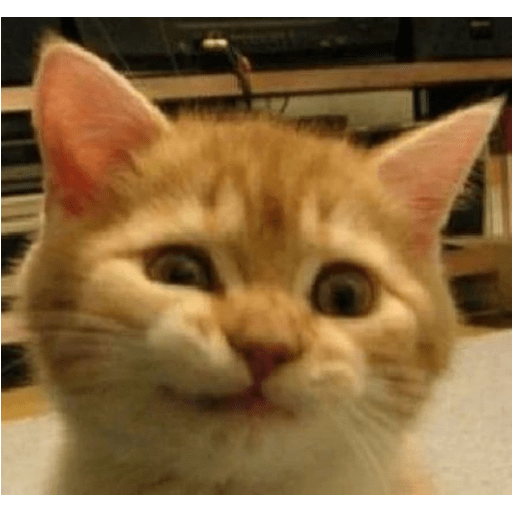 Shook and scared cats 7