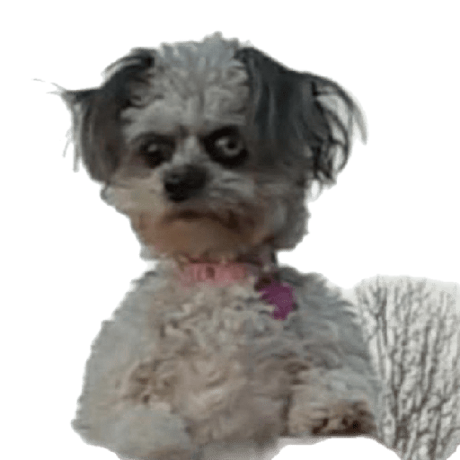 Perros chistosos 2.1 14
