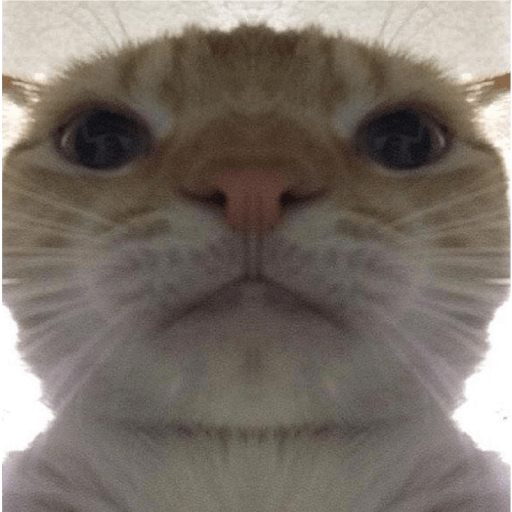 Shook and scared cats 26