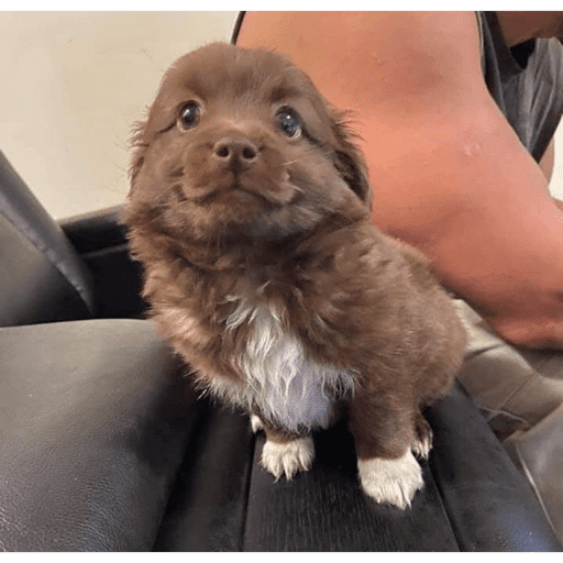 Perrito con lentes 14