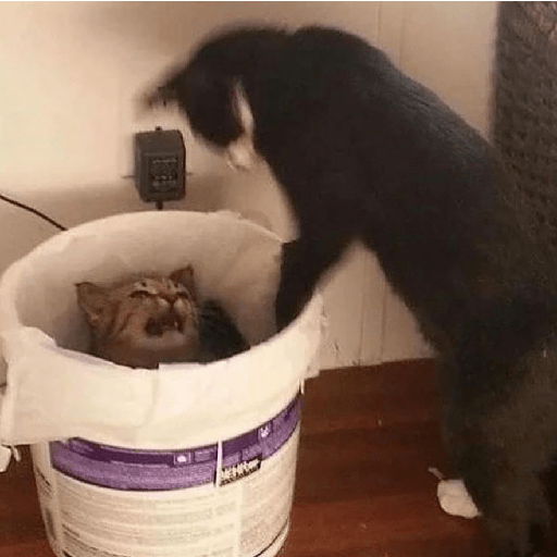 Shook and scared cats 10