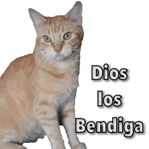 Gatos - Saludos 9