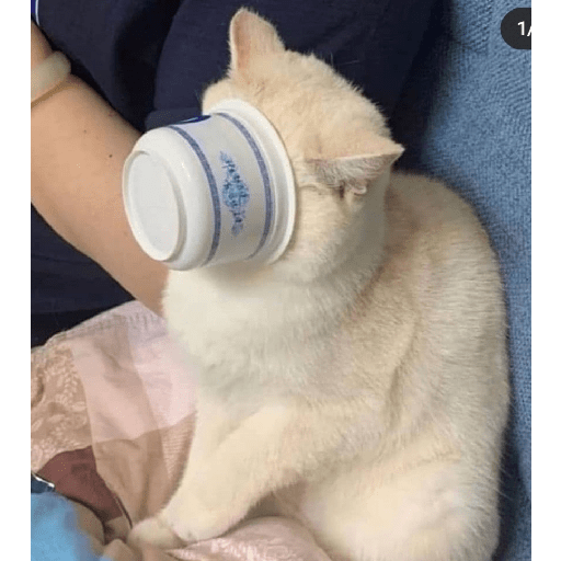 Shook and scared cats 18