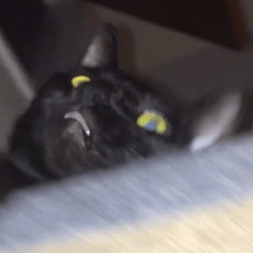 Shook and scared cats 30