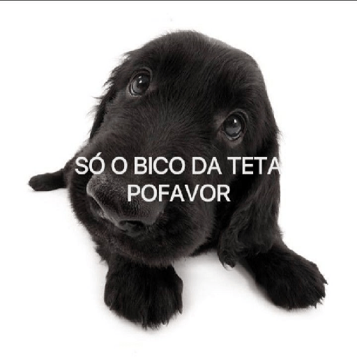 Hahahahahahahaahahaha 11