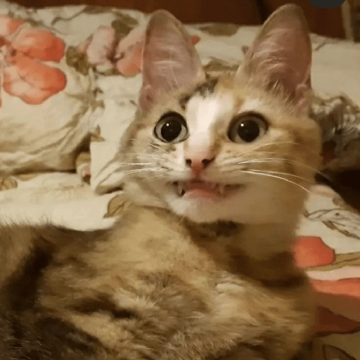 Shook and scared cats 11