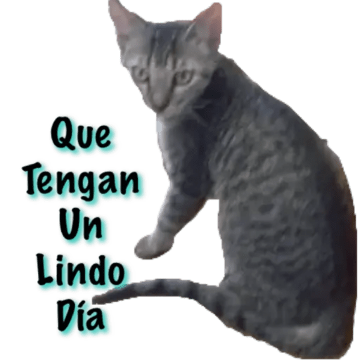 Gatos - Saludos 7