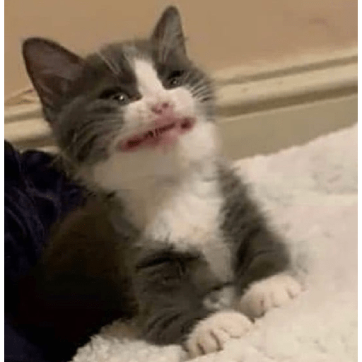 Shook and scared cats 16