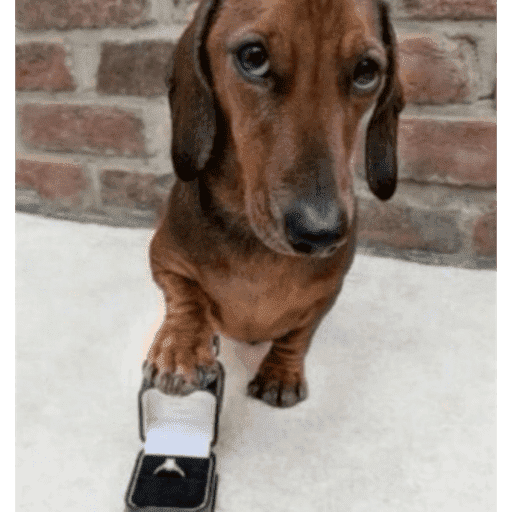Perrito con lentes 28