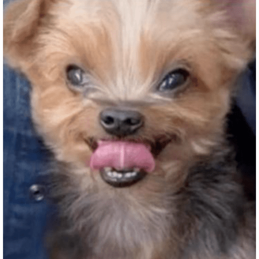 Perrito con lentes 16