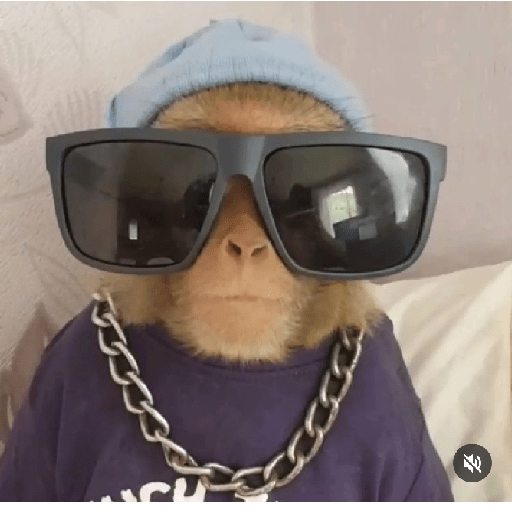 Monkeys 🐒 11