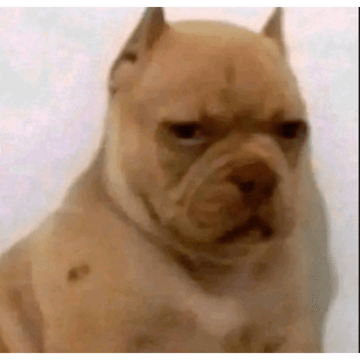 Perrito con lentes 23