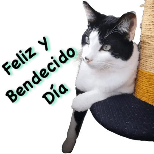 Gatos - Saludos 3