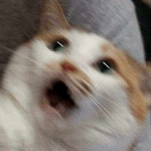 Shook and scared cats 25