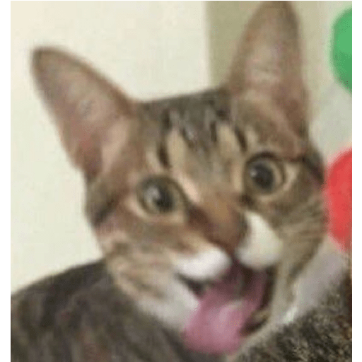 Shook and scared cats 12