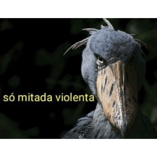 Hahahahahahahaahahaha 12