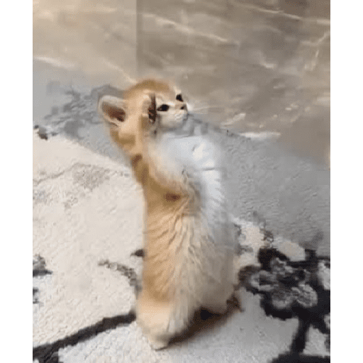 Animales Mensos 2.0 27