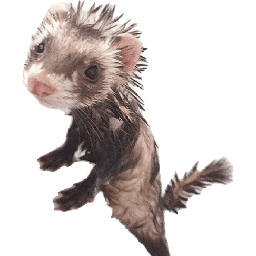 Animais 9