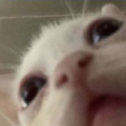 Silly cats  5