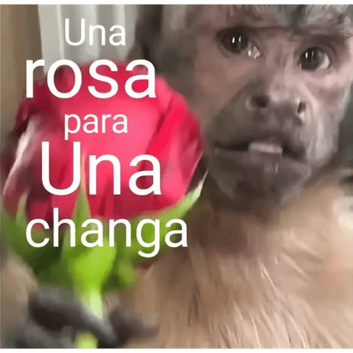 Macacos me mordam 14