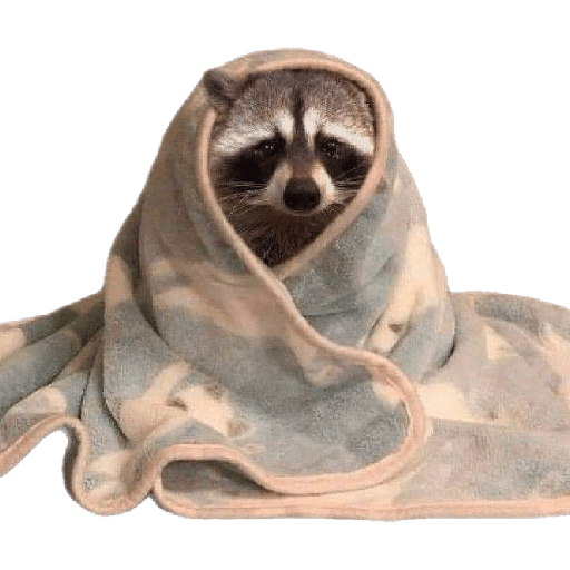 Mapache || by: Tofii 22