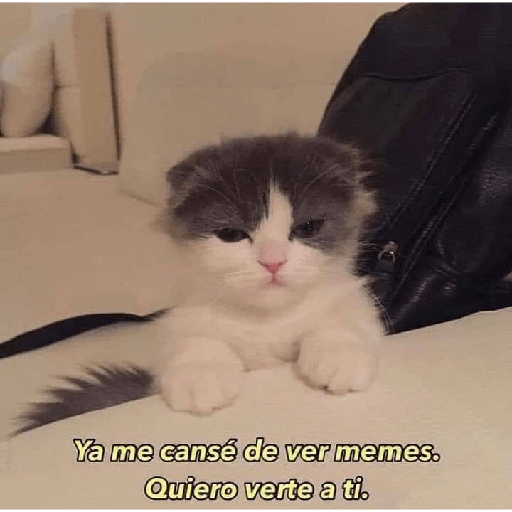 Gatitos con frases de amor 10