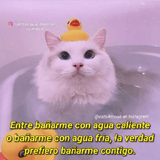 Gatitos con frases de amor 7