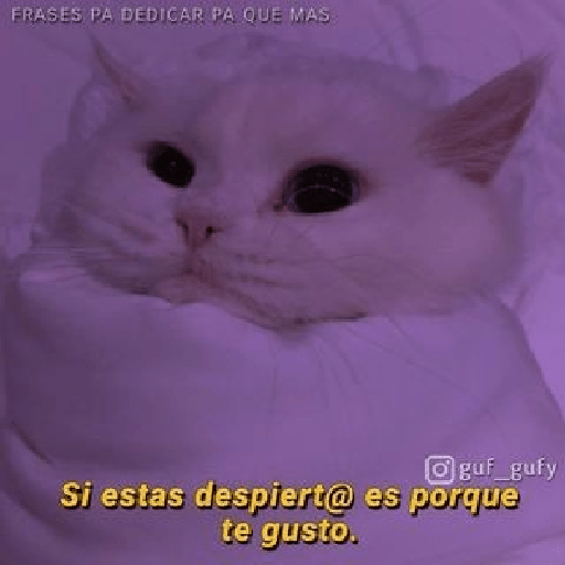 Gatitos con frases de amor 8