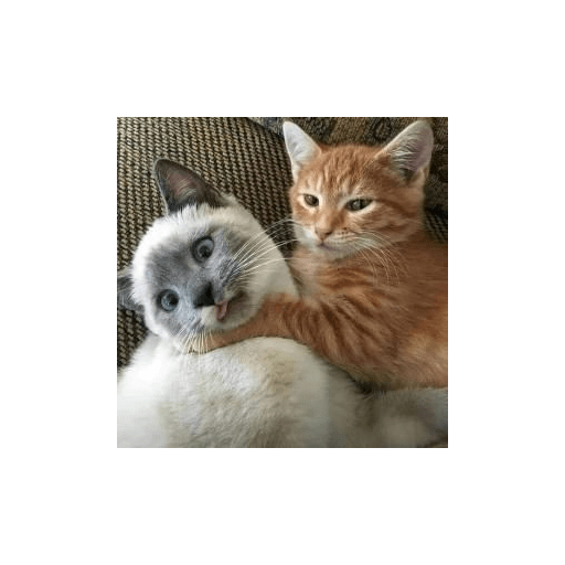 Gatti tristi e cute 11