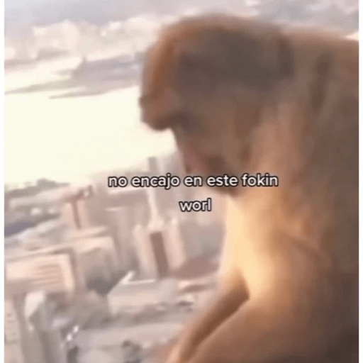 Macacos me mordam 13