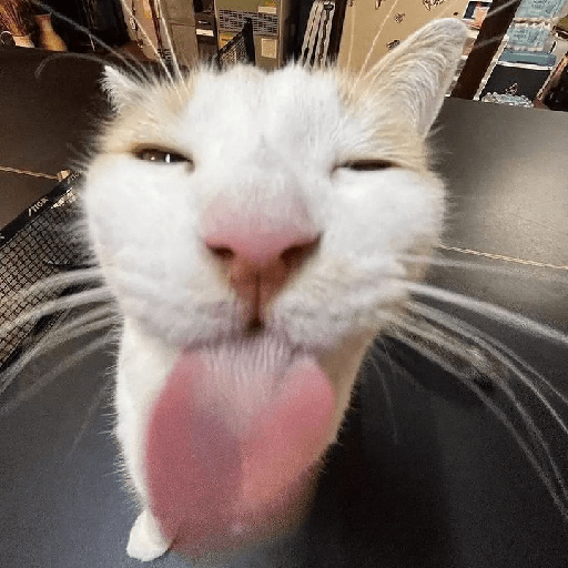 Silly cats  3