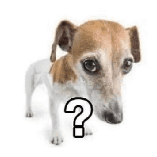 Cão confuso