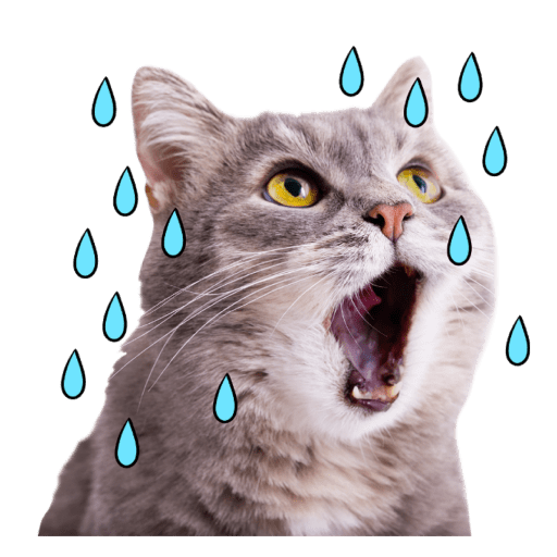 Gatitos 14