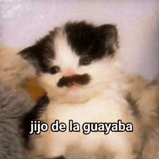 Funny Cats & More  8
