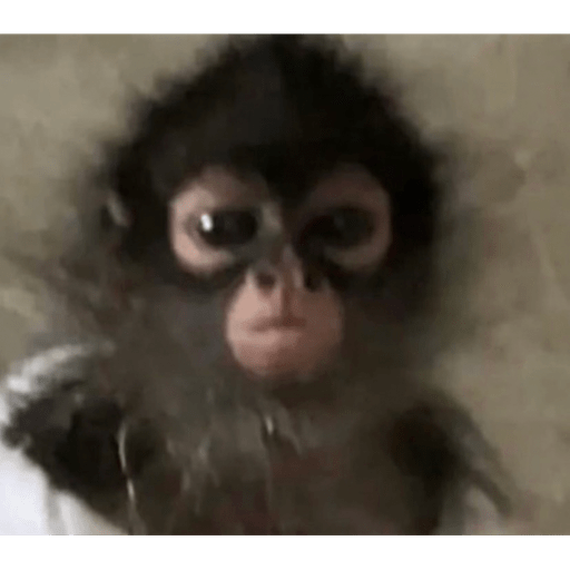 Macacos me mordam 17
