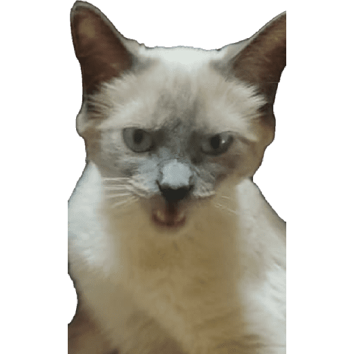 Miau miau  23