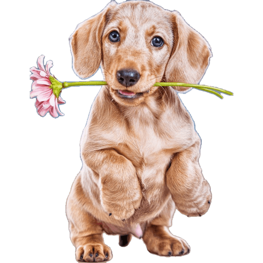 Dogs 4