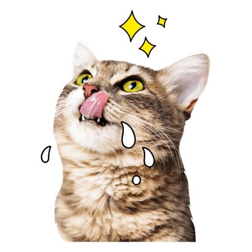 Gatitos 12