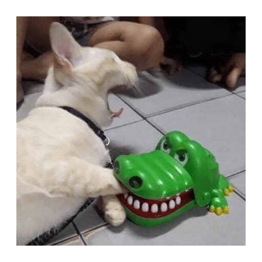 Gatti tristi e cute 14