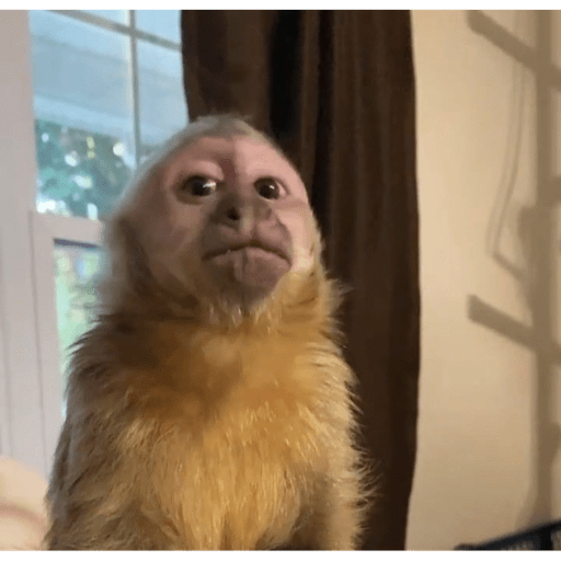 Macacos me mordam 18