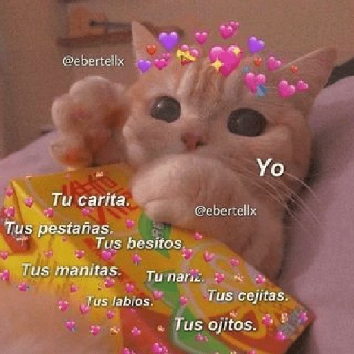 Gatitos con frases de amor 3
