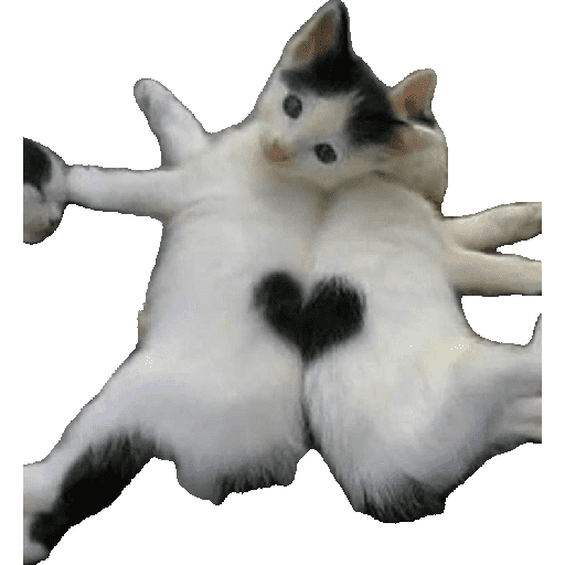 Animais 7
