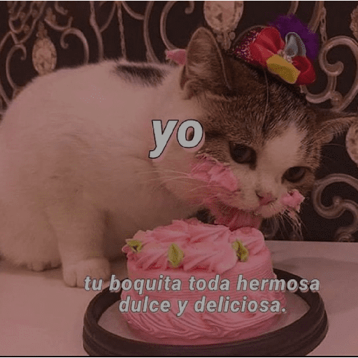 Miau miau  13